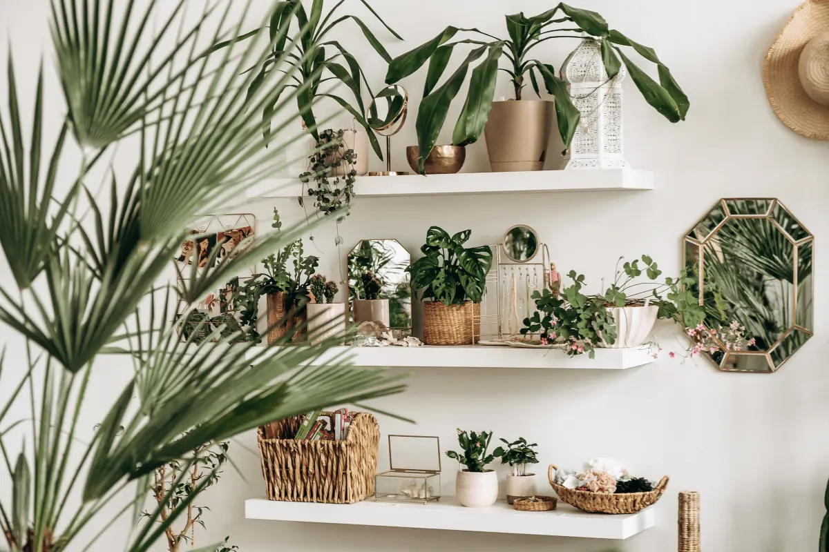 Top 10 Indoor Plants for Apartments
